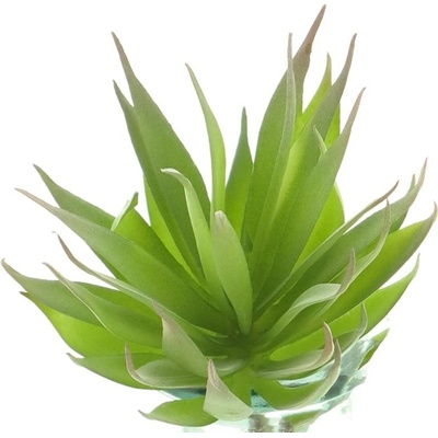 Agáve - Agave zelená V18 cm