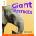 Oxford Reading Tree: Level 6: Floppy's Phonics Non-Fiction: Pack of 6 | Claire Llewellyn