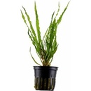 Cryptocoryne crispatula