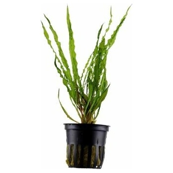 Cryptocoryne crispatula