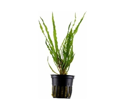 Cryptocoryne crispatula