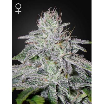 Green House Seeds Franco's Lemon Cheese semena neobsahují THC 5 ks
