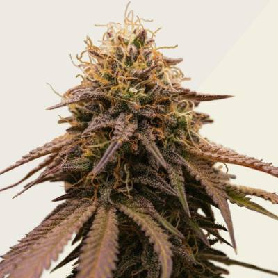 Kera Seeds American Stafford AUTO semena neobsahují THC 5 ks