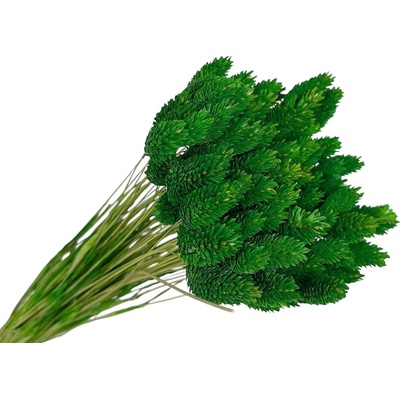 FLOWERIO Sušená tráva Phalaris - Chrastica 80g - trávovo zelená