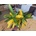 Croton
