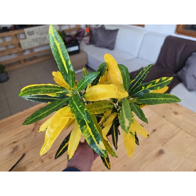 Croton