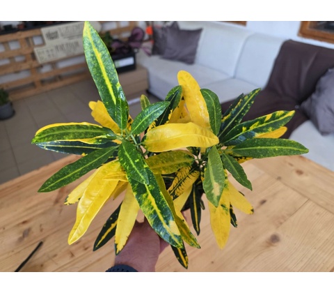Croton