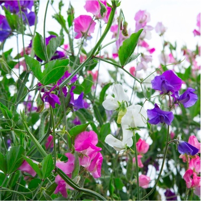 Hrachor voňavý Spencer - zmes - Lathyrus odoratus - semená - 16 ks