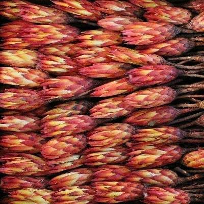 REPENS BUD ABSORBTION RED ( 700 PC )