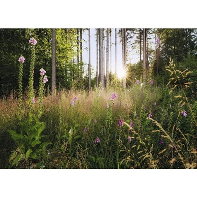 X7-1005 Fototapeta vliesová Summer Glade rozměry 350x250 cm