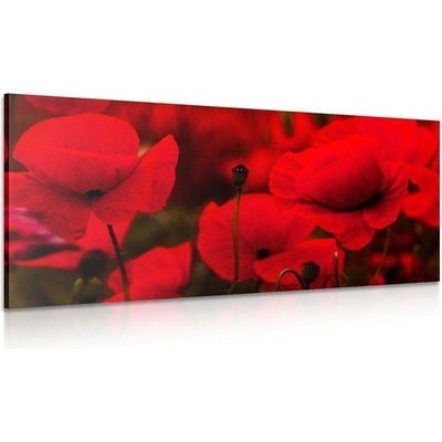 Obraz krásné pole vlčích máků - 100x50