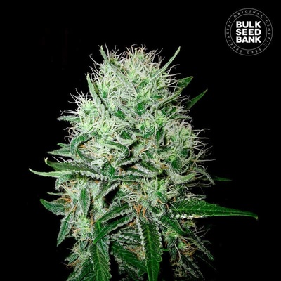 Bulk Seed Bank AUTO Devil's Kiss semena neobsahují THC 10 ks