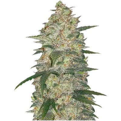 Fastbuds Original Auto White Widow semienka neobsahujú THC 100 ks