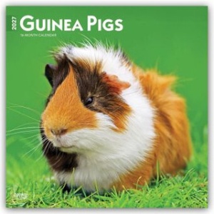 Browntrout Verlags GmbH Guinea Pigs - Meerschweinschen 2027 - 16-Monatskalender | BrownTrout Publishers Inc