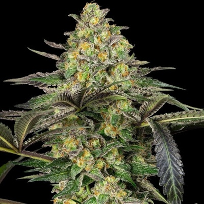 Sensi Seeds Grapevine Candy semienka neobsahujú THC 3 ks