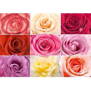 Image 1 of Фототапет Цветни рози