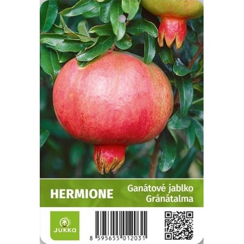 Granátové jablko - Hermione