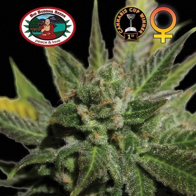 Big Buddha Seeds Big Buddha Cheese semienka neobsahujú THC 10 ks