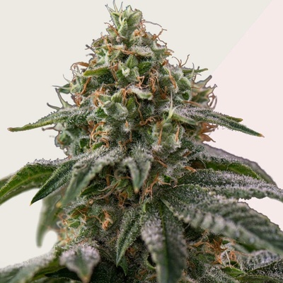Kera Seeds Royal Amnesia Gold semena neobsahují THC 3 ks