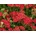Rebríček Paprika