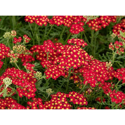 Rebríček Paprika