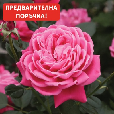 Meilland® Роза Alexandre Astier® (Meilland)