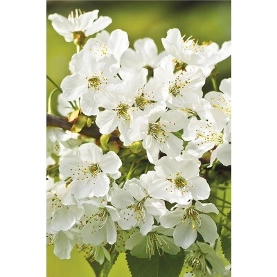 Čerešňa vyrezaná na kmienku FloraSelf Prunus incisa "Kojou-no-mai" výška kmeňa 40 cm výška 60-80 cm kvetináč 6 l