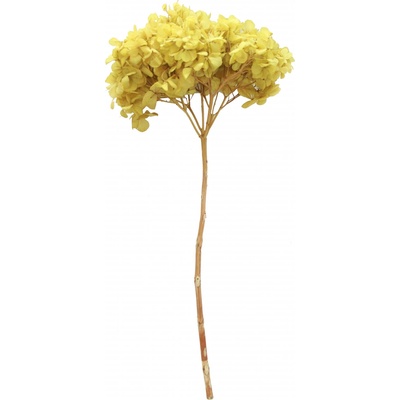 Hydrangea stabilizovaná žlutá