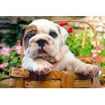 Educa - Puzzle Bulldog - 500 piese