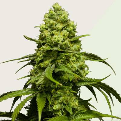 Kera Seeds Dutch Power AUTO semena neobsahují THC 5 ks