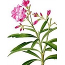 Oleandr