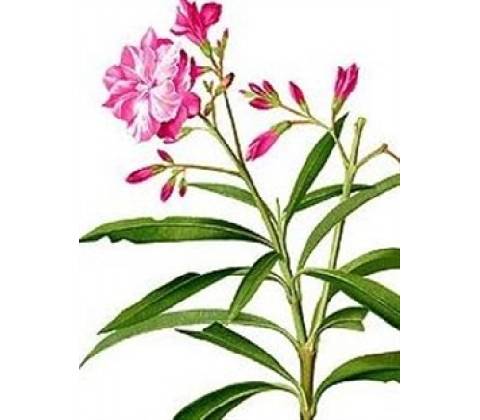 Oleandr