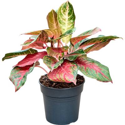 Aglaonema Red Emerald 17x40 cm
