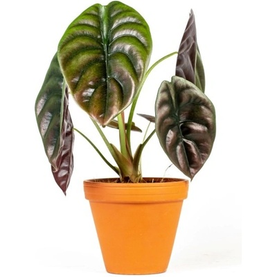Gardners Alocasia cuprea Red Secret, průměr 12 cm Alokásie, Alokázie