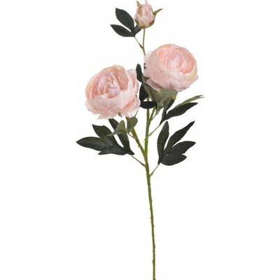 Pivoňka velká 72 cm - světlá růžová