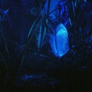 Aquael Moonlight LED 1 W