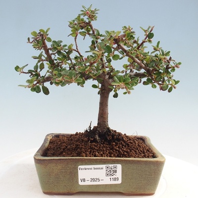 e-bonsai Venkovní bonsai - Cotoneaster horizontalis - Skalník