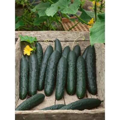 Uhorka šalátová Aikon F1