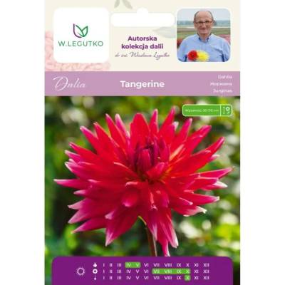 W. Legutko Мандариненооранжева далия, 1 брой
