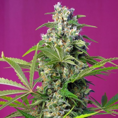 Sweet Seeds Gorilla Girl semienka neobsahujú THC 25 ks