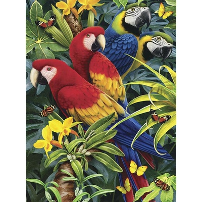 Royal Langnickel malování podle čísel papoušci 22 x 30 cm karton