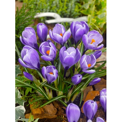 Krokus velkokvětý 'Grand maitre' 10 ks Velikost cibulek: 6/7 – Zboží Dáma