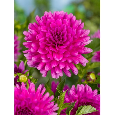 Jiřina 'Claudette' 1 ks