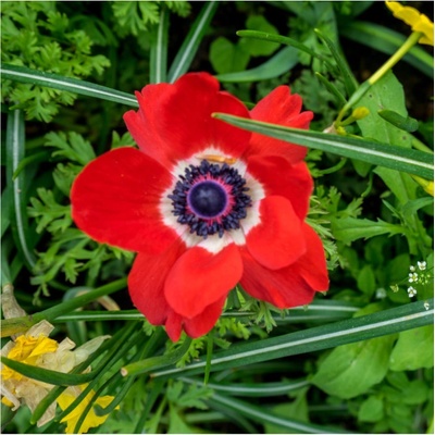 Sasanka Hollandia - Anemone - predaj cibuľovín - 3 ks