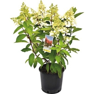 Hortenzia metlinatá Hydrangea paniculata 'Pinky Winky' výška 40-60 cm kvetináč 5 l