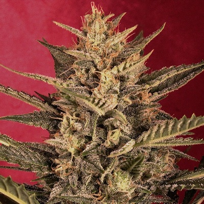 G13 Labs Seeds AUTO Sunset Vibes semena neobsahují THC 5 ks