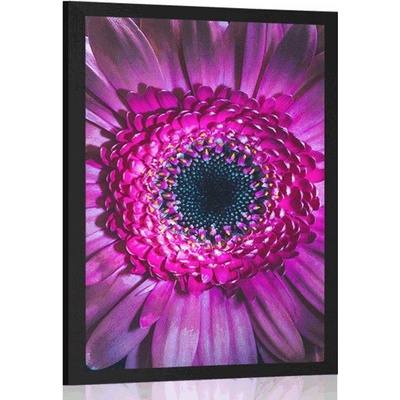 Plakát purpurová gerbera - 40x60 white