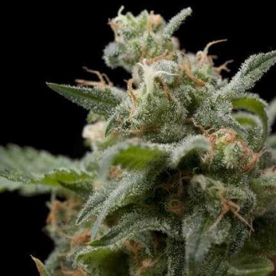 Pyramid Seeds Super Hash semienka neobsahujú THC 100 ks