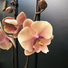 Orchidej Můrovec, Phalaenopsis Limited Edition 3