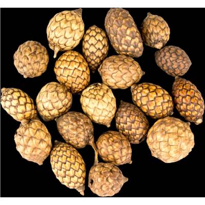 Vánoční Dekorace Cane fruit 20 ks